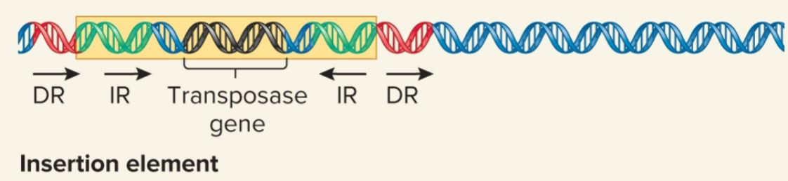 <p>simplest TE; flanked by inverted repeats, moves by simple transposition</p>