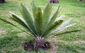 <p>Mexican Sago</p>