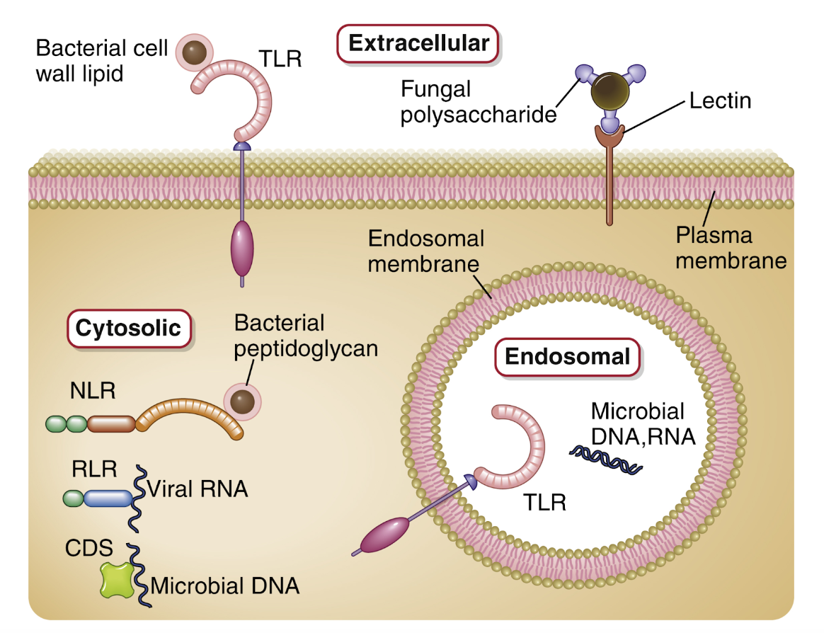 <p><strong><span>Pattern recognition receptor (PRR) </span></strong><span>som finns på plasmamembranet, cytosoliskt och i fagocytiska vesiklar. Vid aktivering sker signatransduktion som aktiverar </span><strong><span>antimikrobiella</span></strong><span> och </span><strong><span>proinflammatoriska</span></strong><span> funktioner. </span></p><p><span>De uttrycks främst hos </span><strong><span>DC</span></strong><span> och </span><strong><span>makrofager</span></strong><span> men även hos andra immunceller. </span></p>