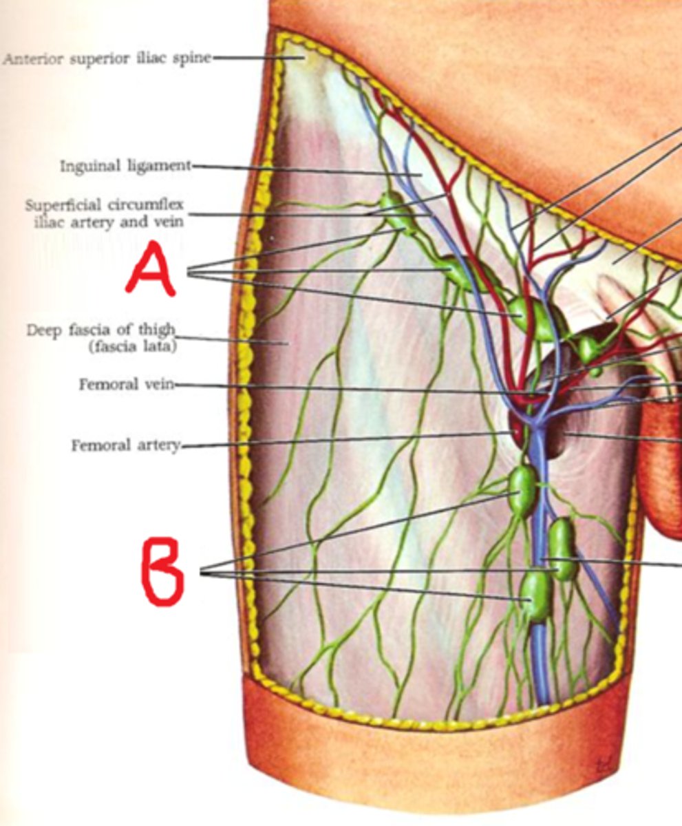<p>Location: Deep and medial to the femoral vein</p><p>Description: Receives lymph grom the deep lower limb and reproductive organs</p>