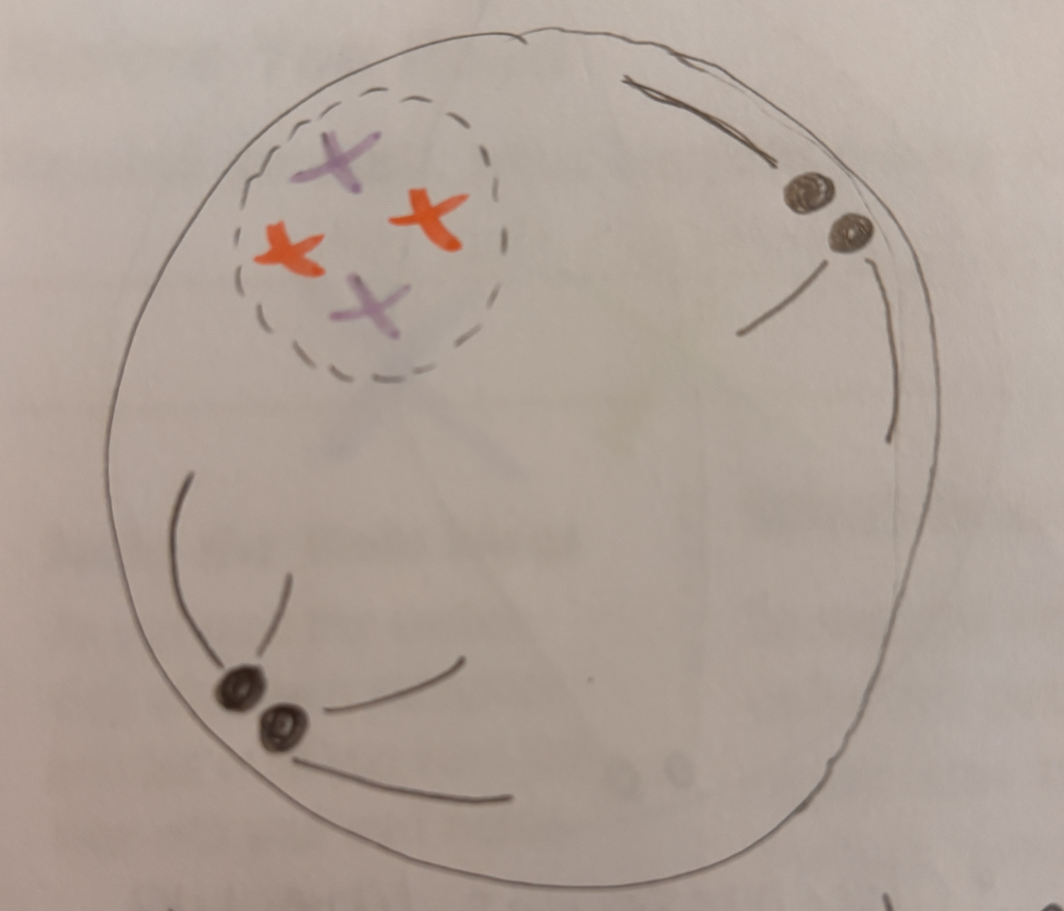 <p>Centriols and Spinde fibers appear. Chromosomes are visible</p>