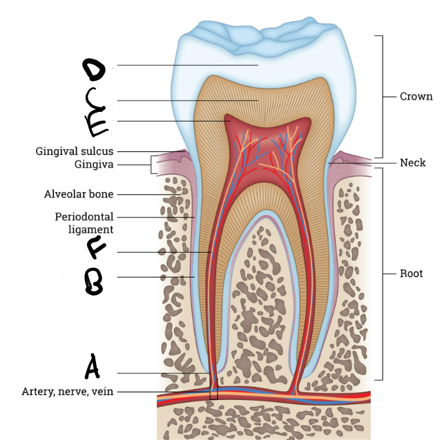 <p>B</p>