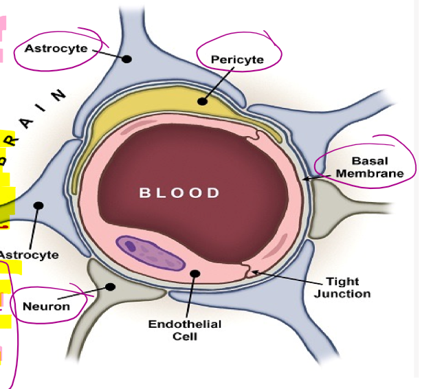 <p>Astrocyte feetsies</p>