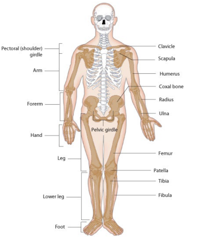 <p>Appendicular skeleton</p>