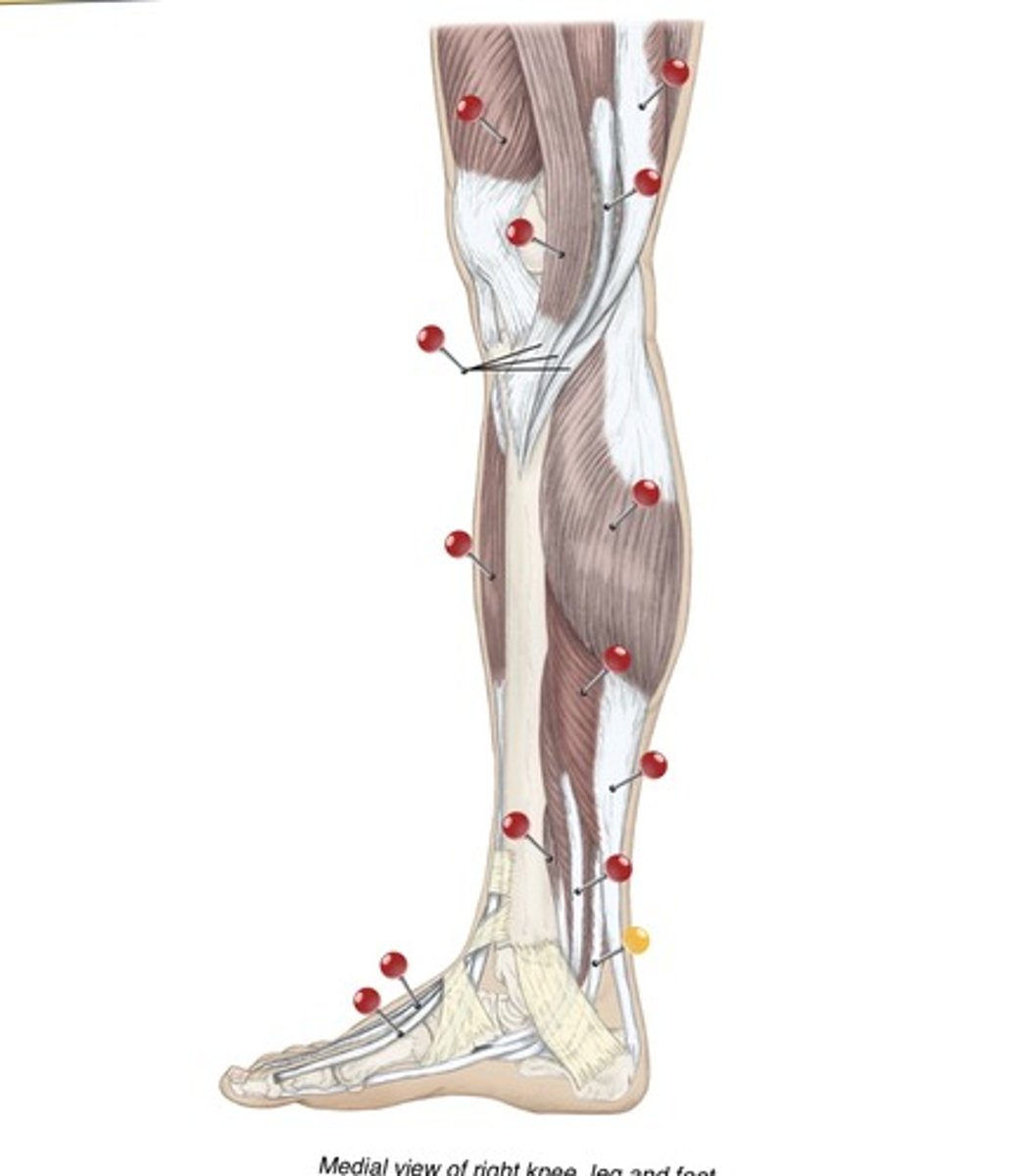 <p>Name the muscles at the yellow pin</p>