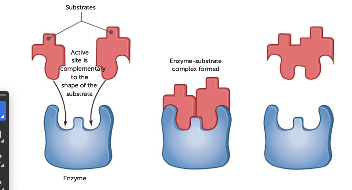 <p>shape of enzyme (key) is always complementary to shape of substrate (lock)</p><p>therefore, two will fit exactly to form enzyme-substrate complex</p>