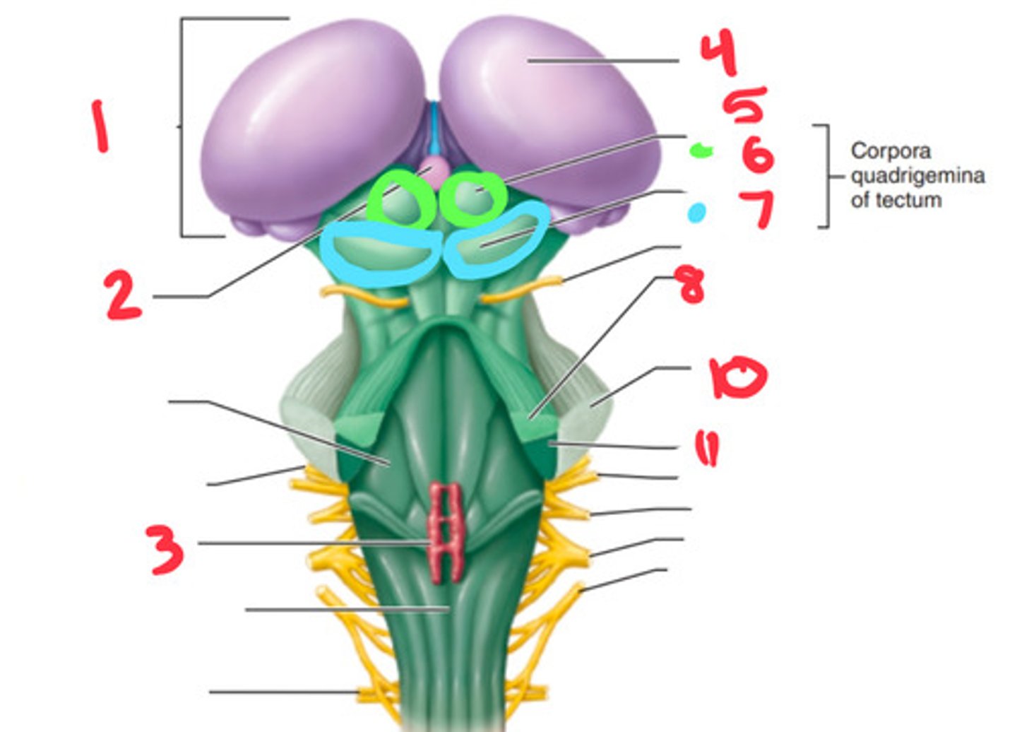 <p>what structure is labeled by #6?</p>