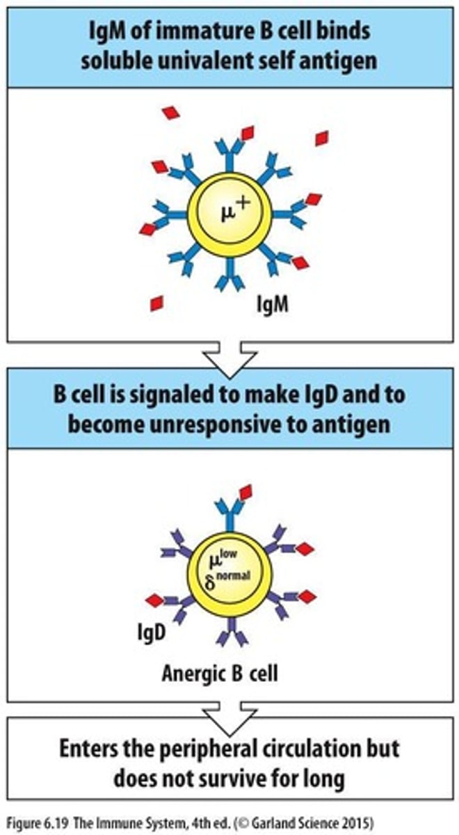 <p>They become nonresponsive, entering a state of anergy.</p>