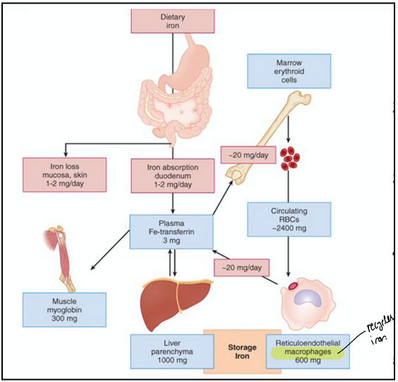 <ol><li><p><span style="background-color: transparent;">Absorption: Fe<sup>2+</sup> absorbed through intestinal mucosa (duodenum)</span></p></li><li><p><span style="background-color: transparent;">Oxidation: ceruplasmin (oxidative enzyme) oxidizes Fe<sup>2+</sup> to Fe<sup>3+</sup> (ferric)</span></p></li><li><p><span style="background-color: transparent;">Transport: Fe<sup>3+</sup> binds to and is transported through blood by transferrin </span></p></li><li><p><span style="background-color: transparent;">Incorporation: in erythroblasts Fe<sup>3+</sup> is reduced to Fe<sup>2+</sup> and incorporated into heme, which is then incorporated into Hb</span></p></li><li><p><span style="background-color: transparent;">Storage: ferritin binds and stores excess iron (bone marrow and liver)</span></p></li></ol><ul><li><p><span style="background-color: transparent;">High transferrin levels are likely bad since the body will keep pumping transferrin if no binding occurs</span></p></li></ul><p></p>