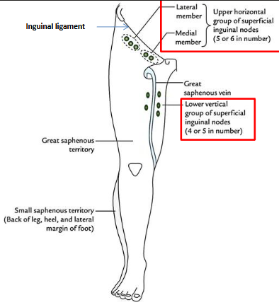 <p>what does the superficial inguinal- horizontal lymph node drain?</p>