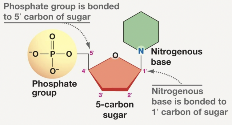 <p>Smaller molecules with a phosphate group(s), sugar, and nitrogenous base</p>