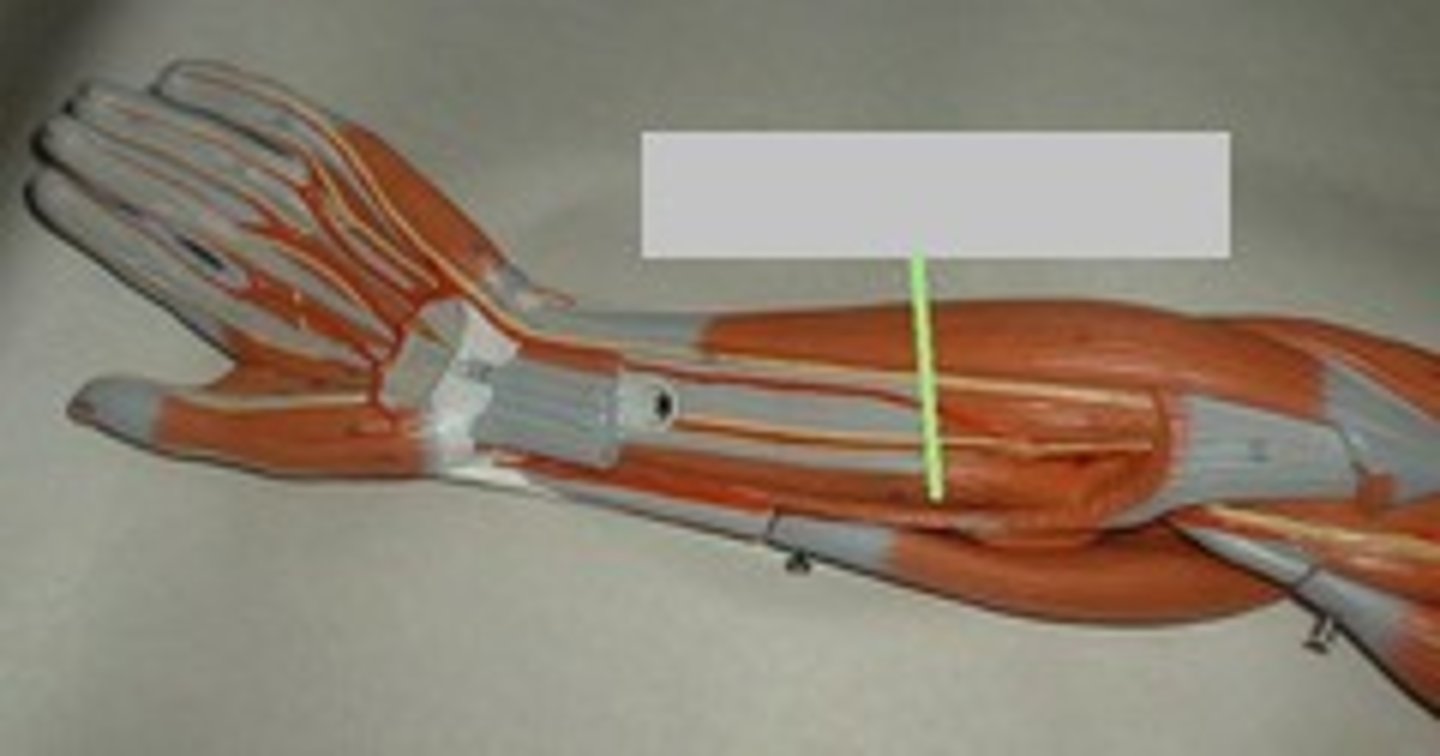 <p>origin: radius</p><p>insertion: distal phalanx of thumb</p>