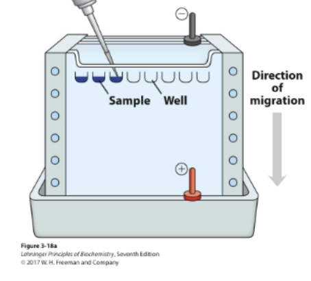 <p>Separation in analytical scale is commonly done by electrophoresis.</p>