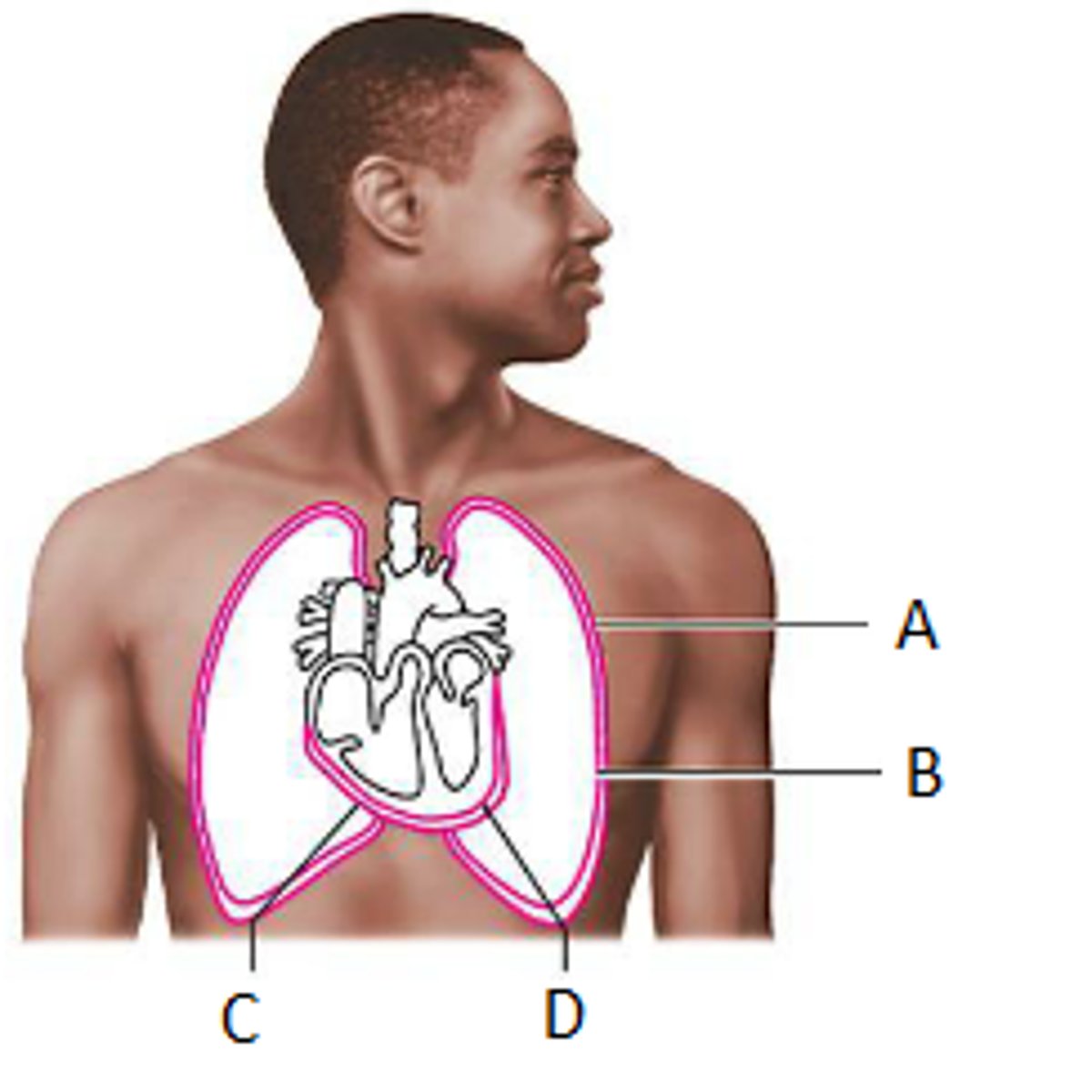 <p>Location:</p><p>Thorax</p><p>Description:</p><p>Thin, serous membrane</p><p>Lines pulmonary cavity</p><p>Fused to internal walls of thoracic cavity and lateral surface of mediastinum</p><p>Continuous with visceral pleura at root of lung</p><p>Regions include mediastinal, cervical, diaphragmatic, and costal</p><p>Comment:</p><p>Pleural cavity created by narrow space between parietal and visceral layers of pleura</p><p>Thorax has three subdivisions: mediastinum and right and left pulmonary cavities</p><p>Costal and peripheral diaphragmatic pleura innervated by intercostal nerves</p>