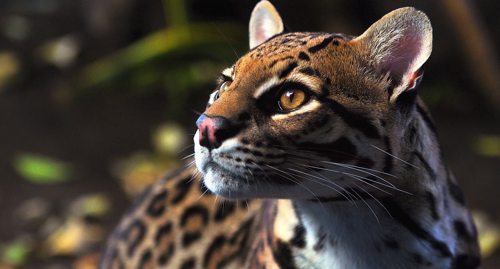 Ocelot