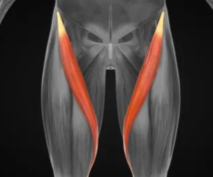 <p>Long superficial thigh muscle; enables cross-legged position; called the “tailor’s muscle.”</p>