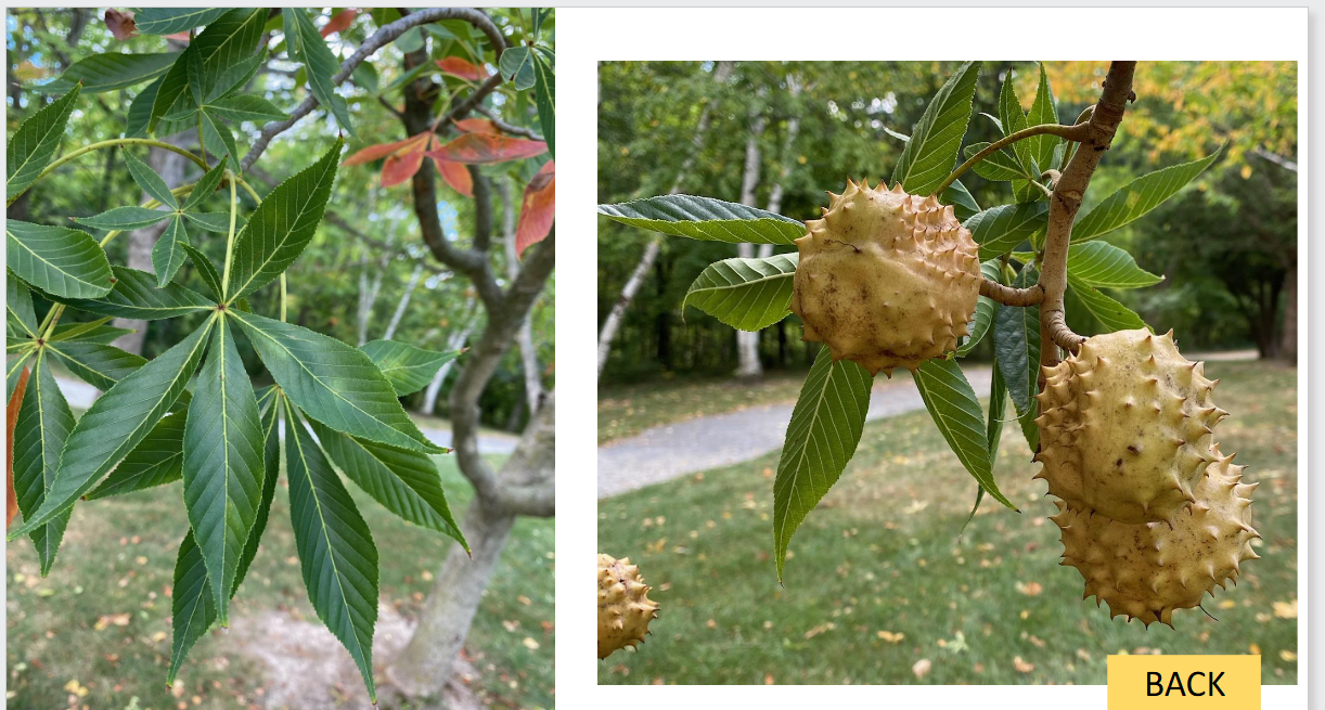 <p>Ohio buckeye </p>