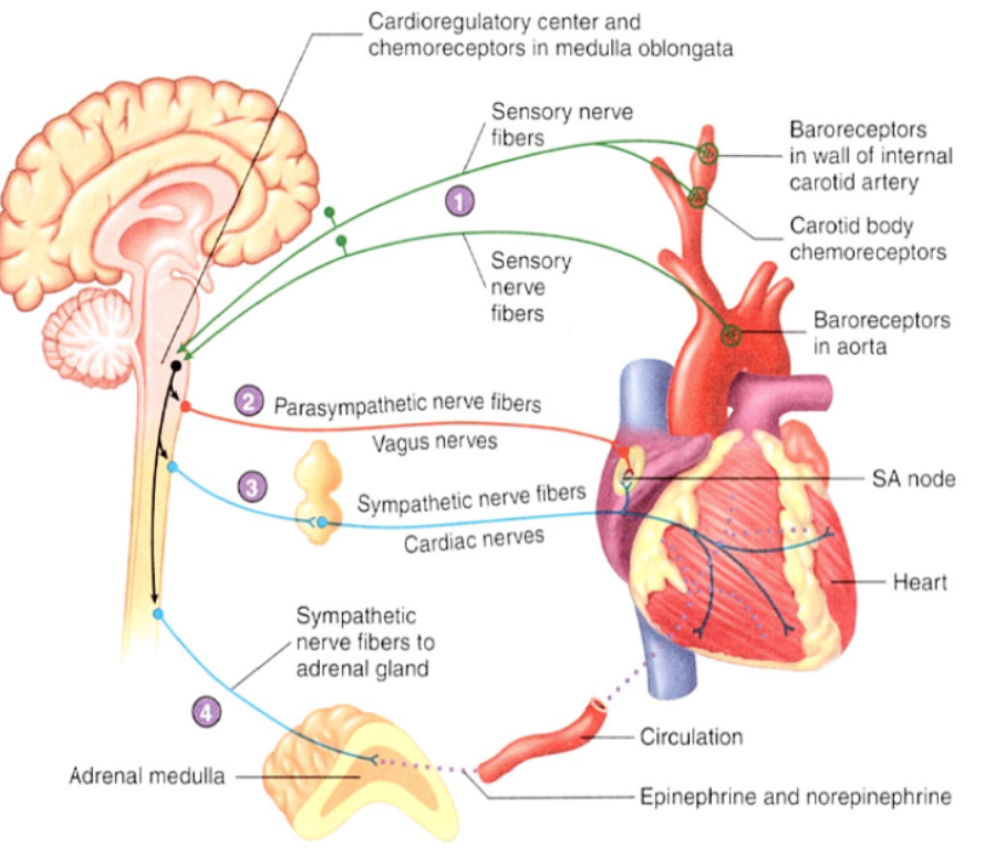 <ol><li><p>sensory (green) neurons carry APs from baroreceptors to the cardioregulatory center. chemoreceptors in the medulla oblongata influence the cardioregulatory center</p></li><li><p>the cardioregulatory center controls the frequency of APs in the parasympathetic (red) neurons extending to the heart through the vcagus nerves. the parasympathetic neurons decrease the heart rate</p></li><li><p>the cardioregulatory center controls the frequency of APs in the sympathetic (blue) neurons. the sympathetic neurons extend thru the cardiac nerves and increase the heart rate and stroke volume</p></li><li><p>the cardioregulatory center influences the frequency of APs in the sympathetic (blue) neurons extending to the adrenal medulla. the sympathetic neurons increase the secretion of epinephrine and some norepinephrine into the general circulation. epinephrine and norepinephrine increase the heart rate and stroke volume</p></li></ol><p></p>