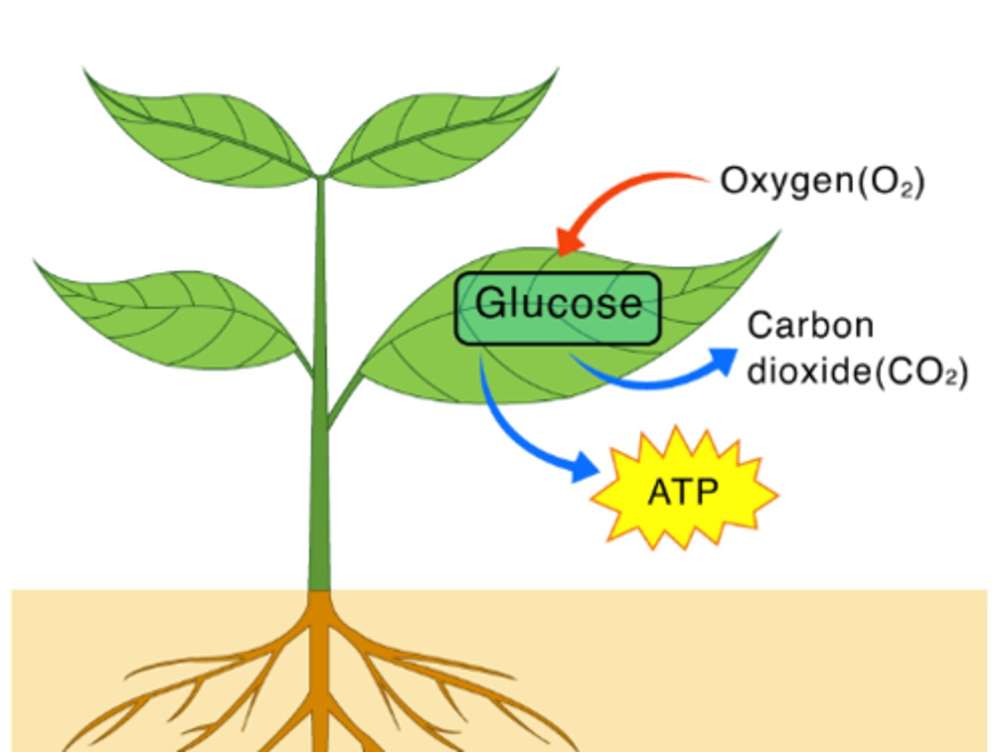 <p>the process of breaking glucose to create ATP</p>