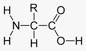 <p>What best describes this organic molecule?</p>