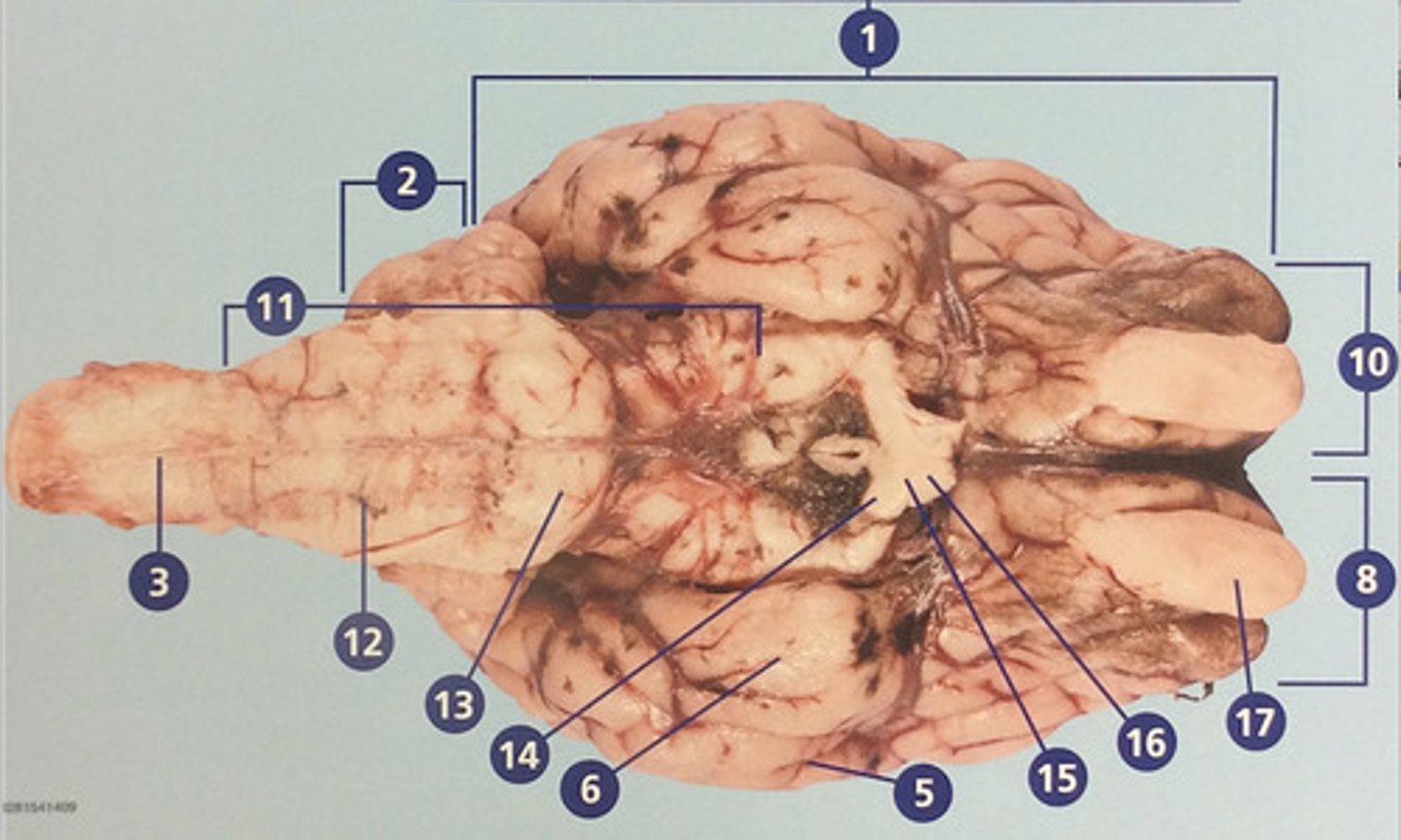 <p>Route of information transfer between the forebrain and spinal cord; consists of the medulla, pons, and midbrain (#11)</p>