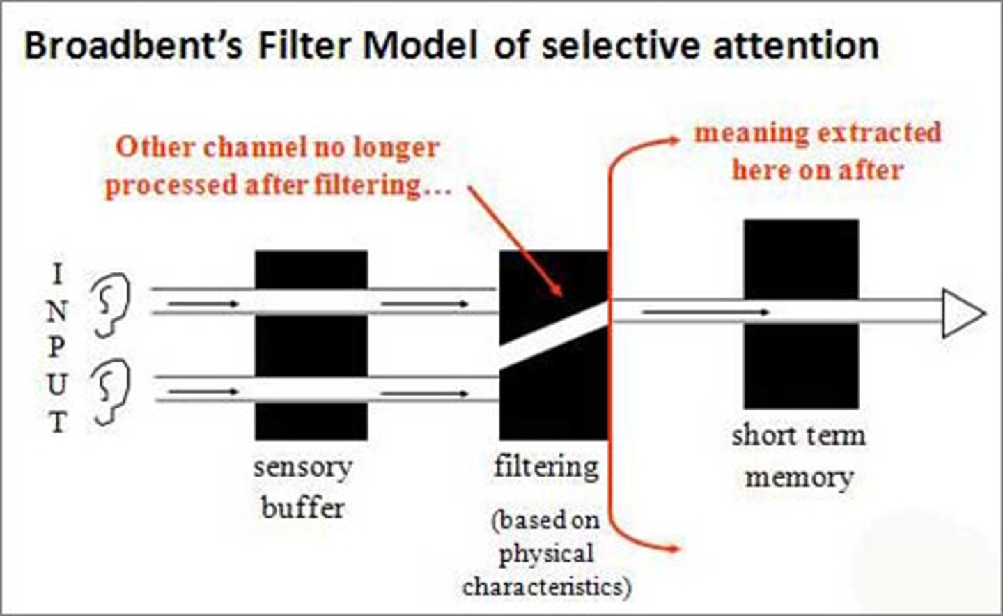 <p>low level physical properties processed in parallel</p><p>early attention filters out irrelevant signal</p><p>large capacity for pre-attentive info (properties such as colour, movmement, form which does not require concious attention), small capacity for attentive info</p><p>peopel able to automatically shift to unattended content when identical or follows form to attended content</p>