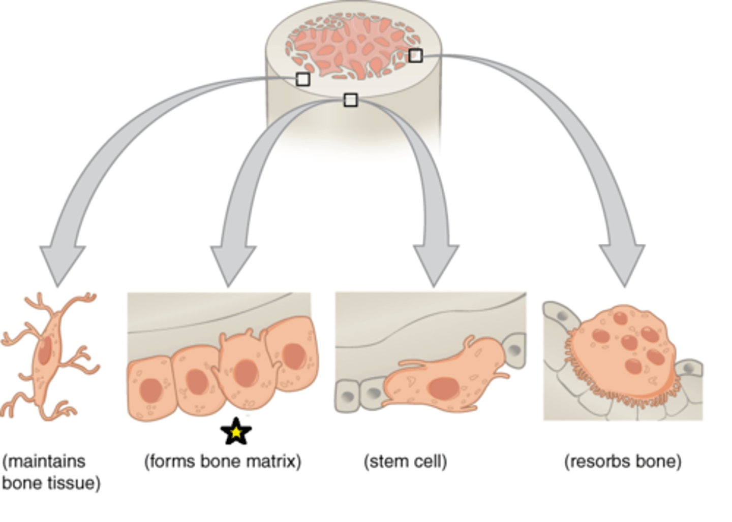 <p>Developing (baby) bone cell</p>