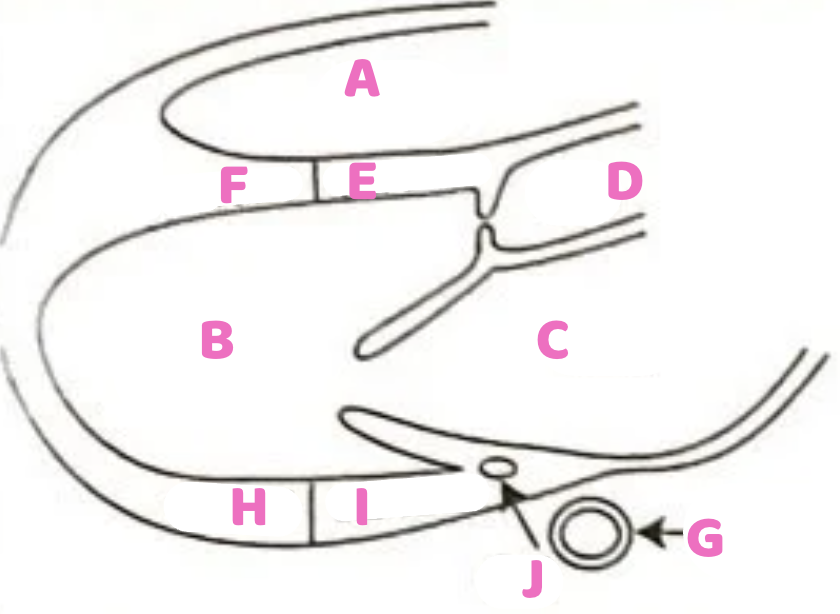 <p><span style="color: rgb(255, 102, 196);"><strong>J</strong></span></p>