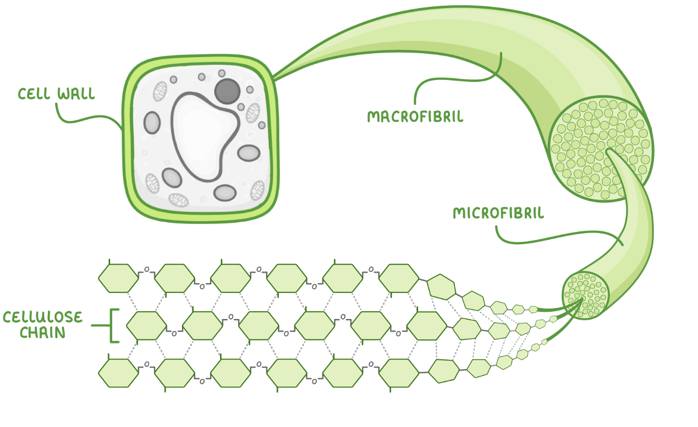 <p>Multiple cellulose chains become tightly cross linked via hydrogen bonds to form bundles called microfibrils.</p><p style="text-align: left">These microfibrils join together to make macrofibrils which combine to make strong cellulose fibres in the plant cell wall.</p>