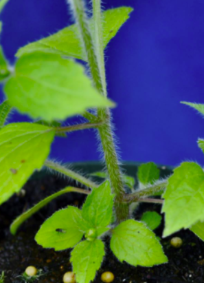 <p>Hairy galinsoga&nbsp;(Asteraceae)</p>