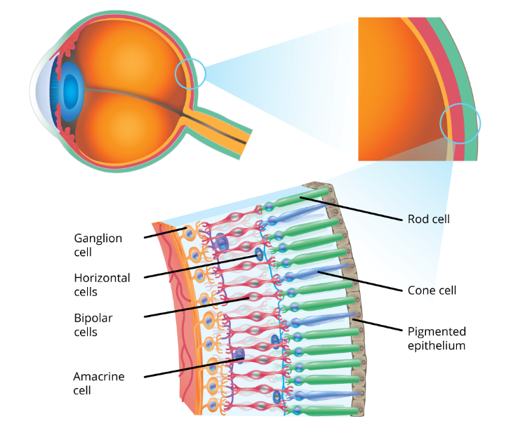 <p>What are the anatomy and purpose of the structures associated with the senses, especially the eye? (Visual)</p>