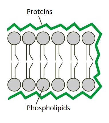 Davson and Danielli proposed the "protein-lipid sandwich" model of the cell membrane, in which a phospholipid bilayer was embedded between two layers of proteins.