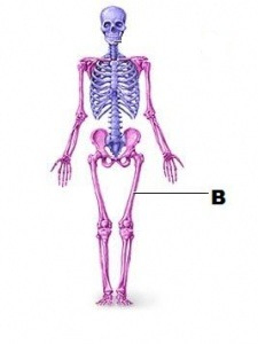 <p>consists of upper and lower limbs</p>