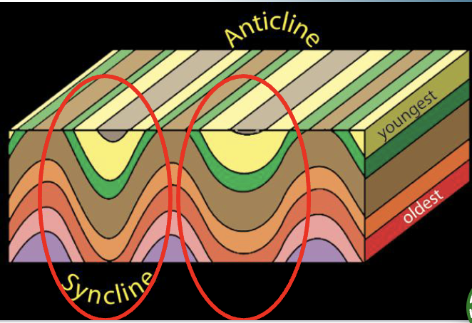<ul><li><p>downturning fold (makes a U shape) </p></li><li><p>youngest rocks will be in the middle of fold near axial plane </p></li><li><p>oldest rocks are on the outside</p></li></ul><p></p>