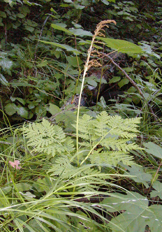 <p>Rattlesnake fern</p>