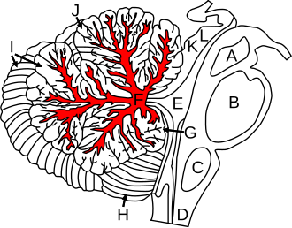 <p>The <strong><em></strong></em>__ is the tree-like structure of white matter found within the cerebellum, involved in cerebellar function.</p>