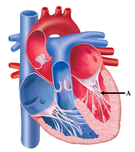 Fibers (heart strings) attatched to the tricuspid and mitral valve which pull it closed when papillary muscles contract, preventing back flow of blood