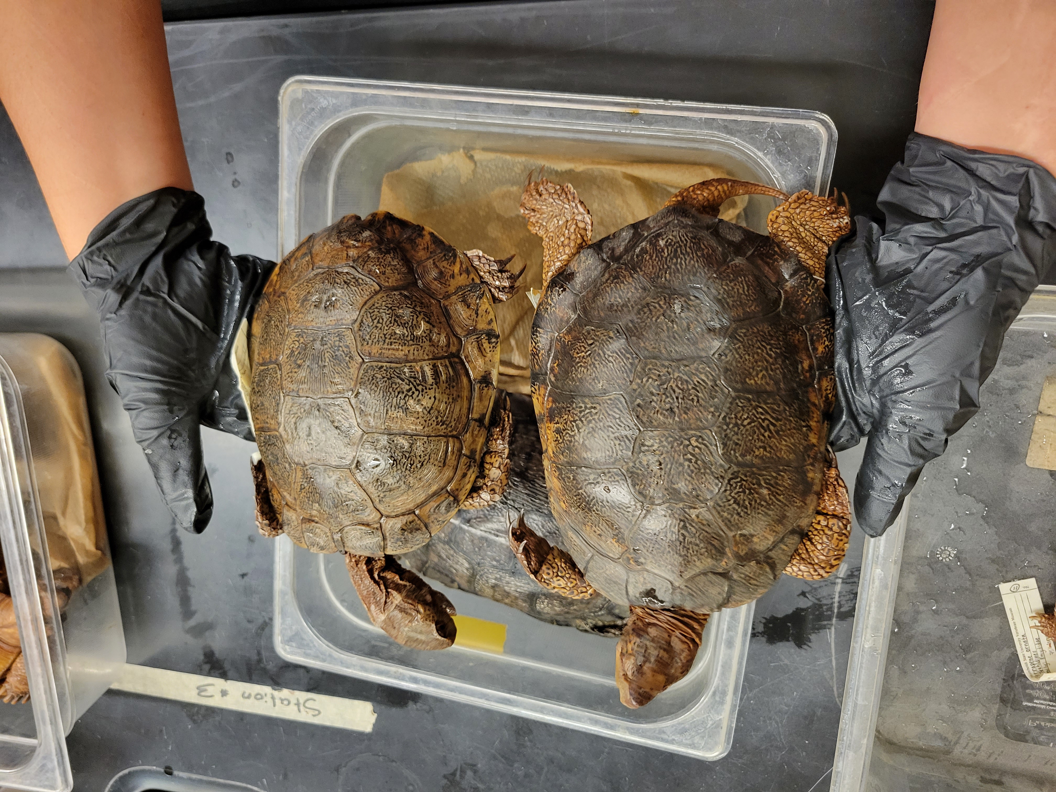 <p><span>Northern Western Pond Turtle<br><br>Carapace low, olive brown or blackish with network of spots, lines, or dashes of Brown or black. Plastron with 6 pairs of shields. Male: throat lighter, often white to yellow without flecking and shell usually flatter and less heavily marked than female.</span></p>