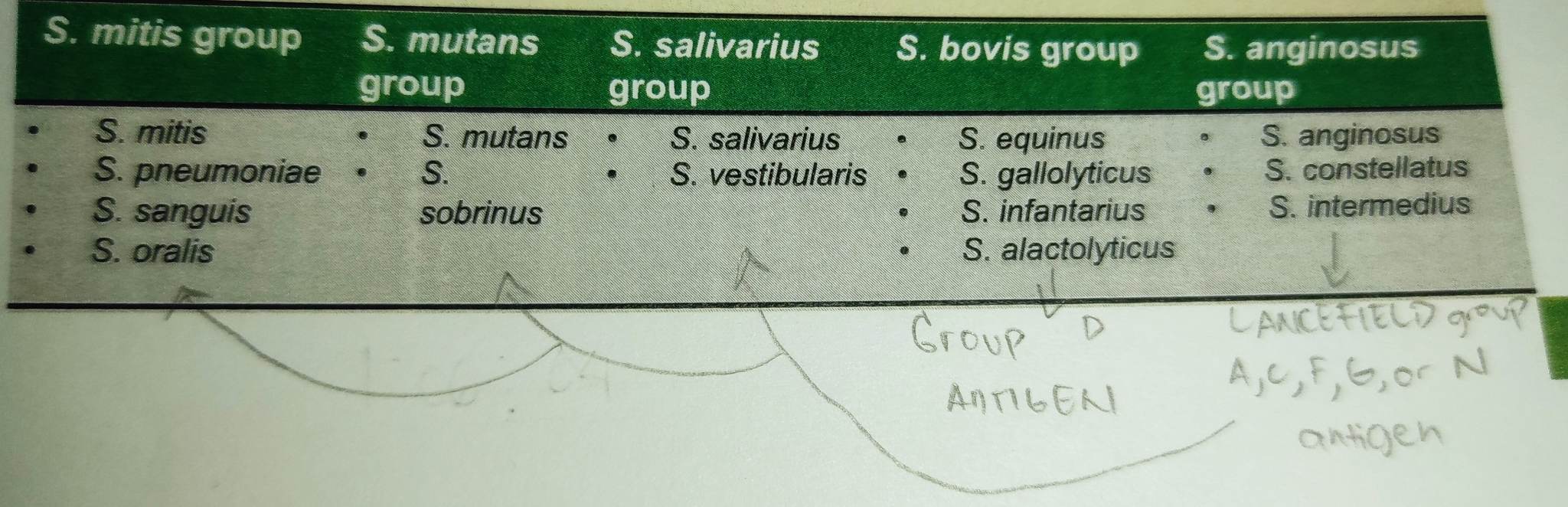 * normal microbiota of the upper respiratory tract, the female genital tract, and the gastrointestinal tract
* viridans means “green”