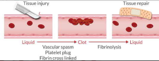 <ol><li><p>Vascular spasm</p></li><li><p>Formation of the platelet plug (primary hemostasis)</p></li><li><p>Coagulation and the formation of fibrin (secondary hemostasis)</p></li><li><p>Fibrinolysis when the clot is no longer needed</p></li></ol><p></p>