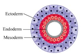 <p>germ layer of embryonic tissue that includes an endoderm, mesoderm, and ectoderm </p><p>→ associated with complexity and additional body cavity </p>