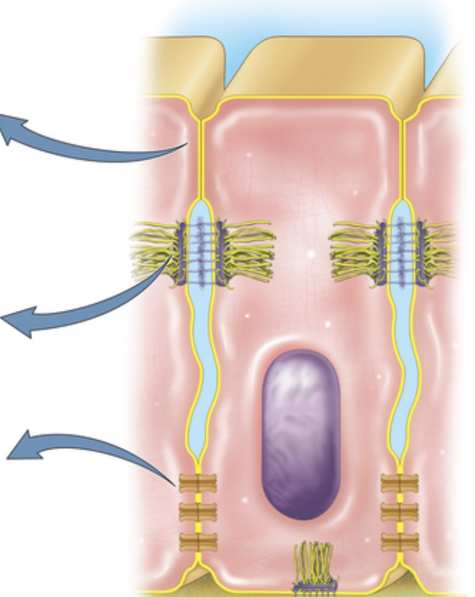 knowt flashcard image