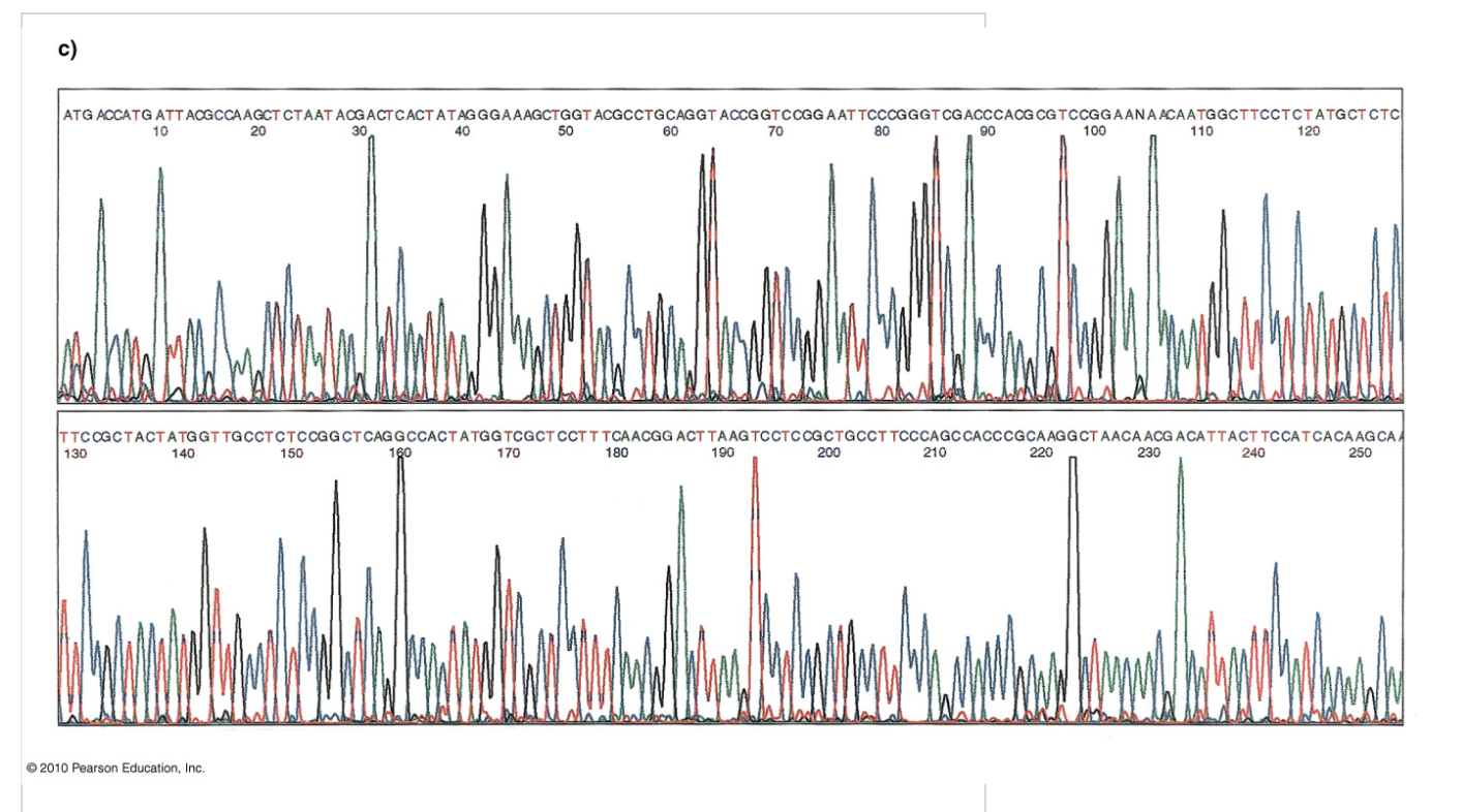 <ul><li><p>different colored peaks represent different bases</p><ul><li><p>A = green</p></li><li><p>T = red</p></li><li><p>C = blue</p></li><li><p>G = yellow (black)</p></li></ul></li><li><p>read the order of the colored peaks to deduce sequence</p></li></ul><p></p>