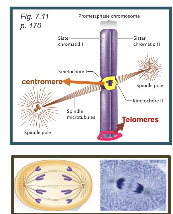 <p>DNA sequences required for correct segregation of chromosomes&nbsp;</p>