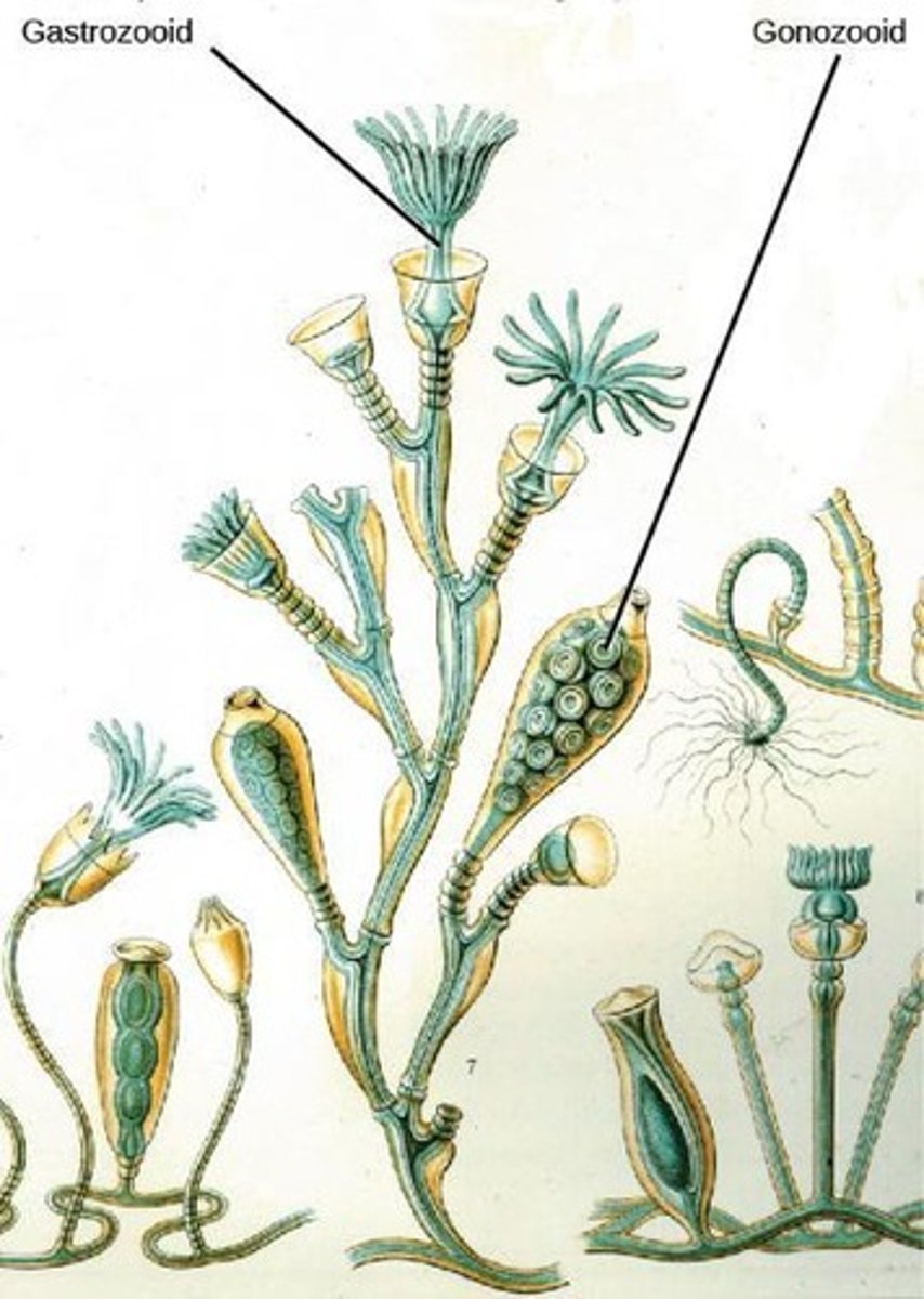 <p>Class of Cnidaria, includes corals and anemones.</p>