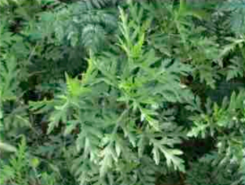 <ul><li><p>transitional zone</p></li><li><p>kinda looks like weed</p></li></ul><p></p>