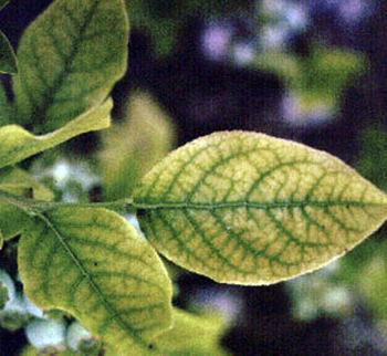 What deficiency do these blueberry leaves have?