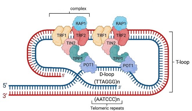 <p><strong>T-loopen</strong> uppstår genom att proteinkomplexet ____ böjer den enkelsträngade 3’-änden in mot telomerens dubbelhelix där den binder till en komplementär DNA-sekvens, varpå det bildas en mindre <strong>D-loop</strong>.</p>