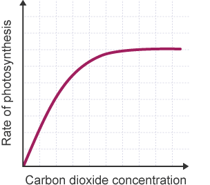 <p>graph levels off and no longer increases past a certain point</p>