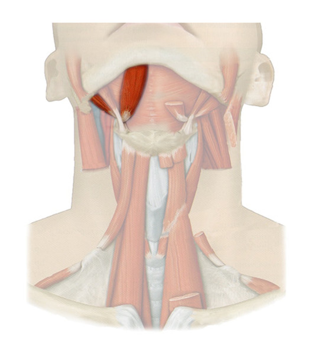 <p>o: mandible (anterior belly)</p><p>mastoid process</p><p>(posterior belly)</p><p>i: by a connective tissue loop to hyoid bone</p><p>a: OPEN MOUTH AND DEPRESS MANDIBLE</p>